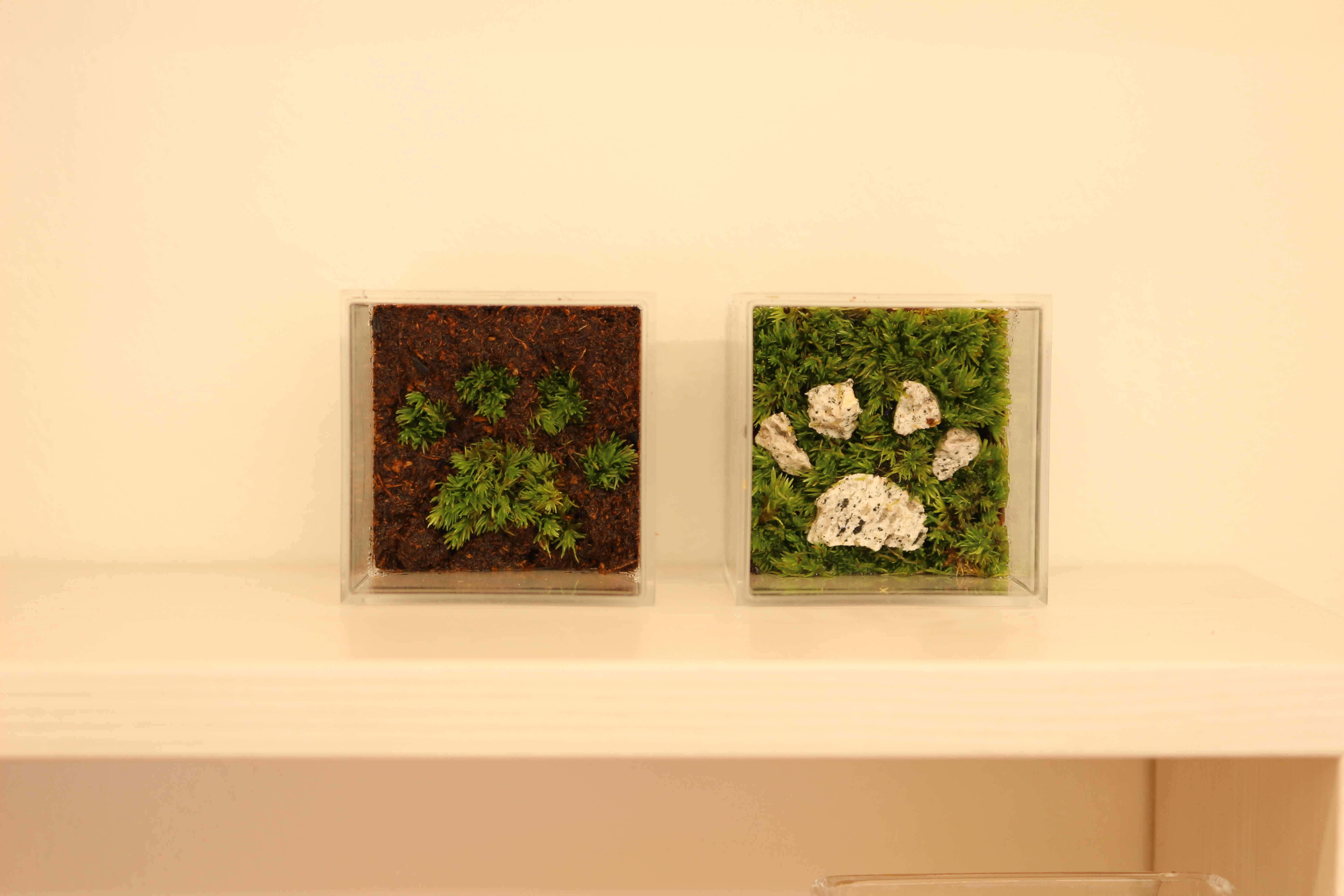 발바닥 테라리움